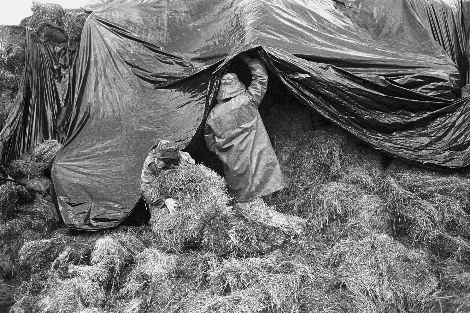 Loading hay in muddy farmyard, polythene cover.
[A boy helping his father load hay onto a trailer to take to feed cattle at Lower Hewton, Okehampton. The hay is covered by a polythene sheet.]