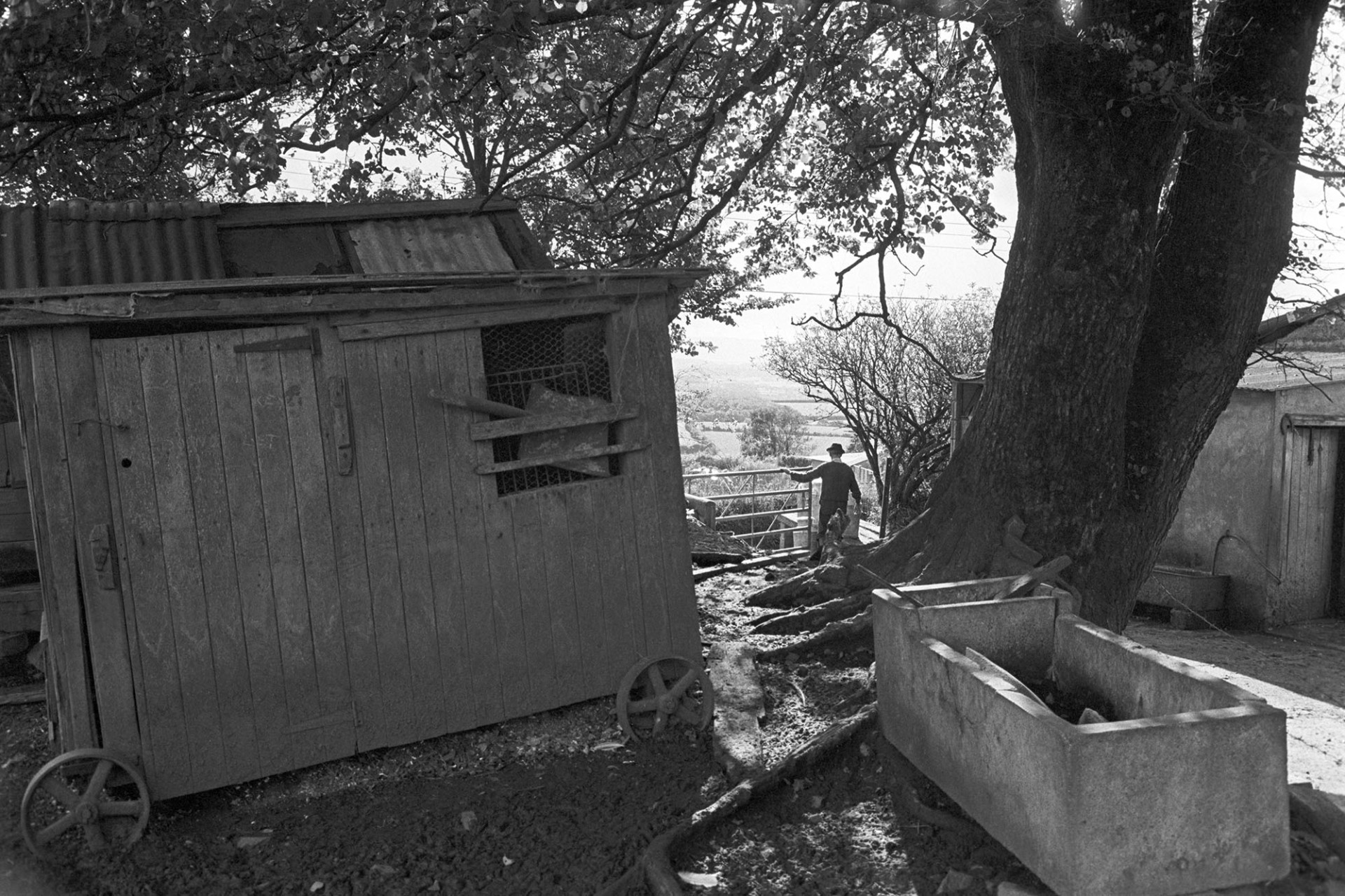 Farmyard chicken house and trough.
[A farmyard with a trough and wooden hen house at Upcott, near Dolton. Fred Folland is resting on a gate to the farmyard.
See the 'Additional Notes by James Ravilious' field for more information.]