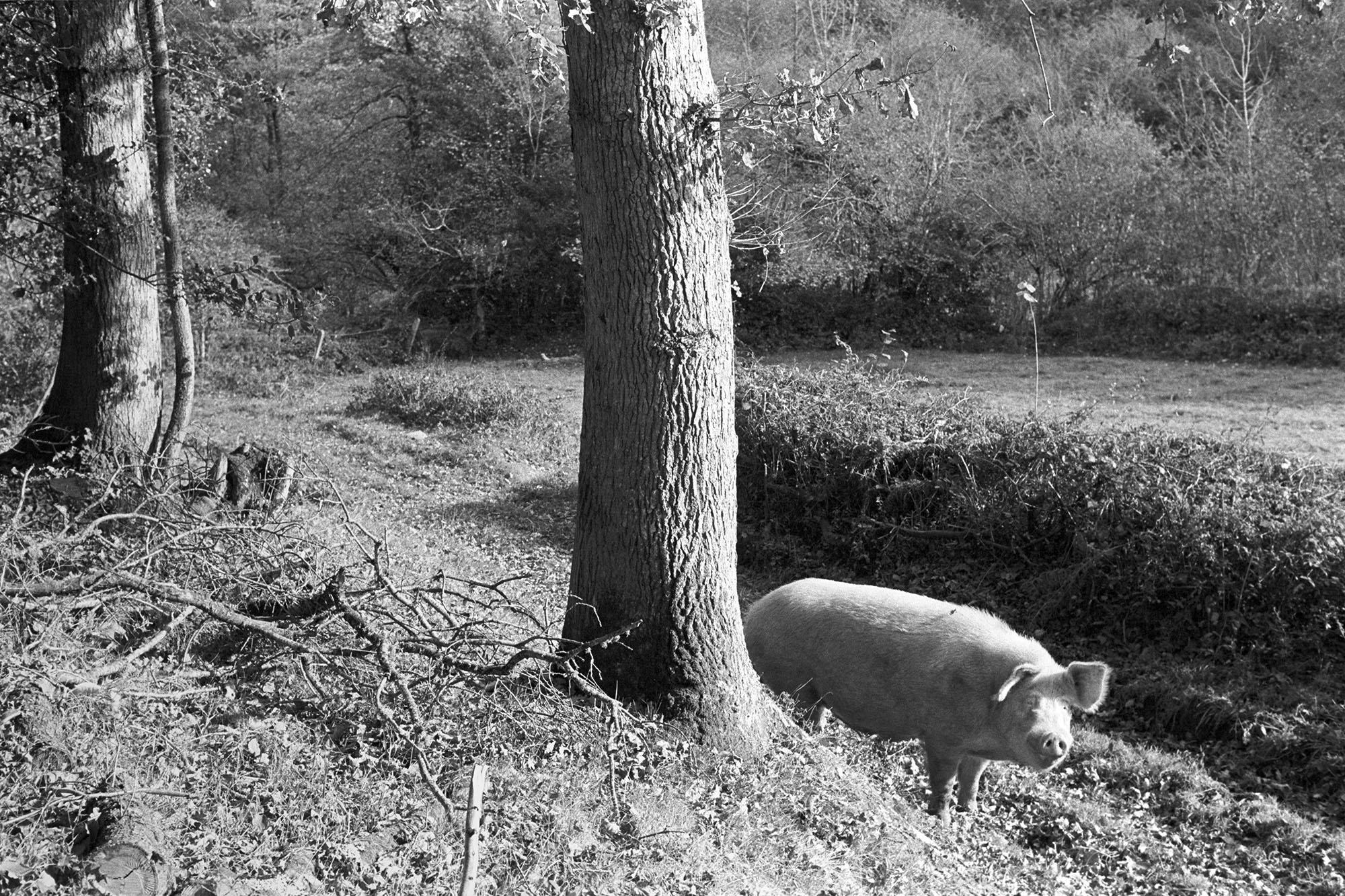 Pig at the edge of the wood by James Ravilious