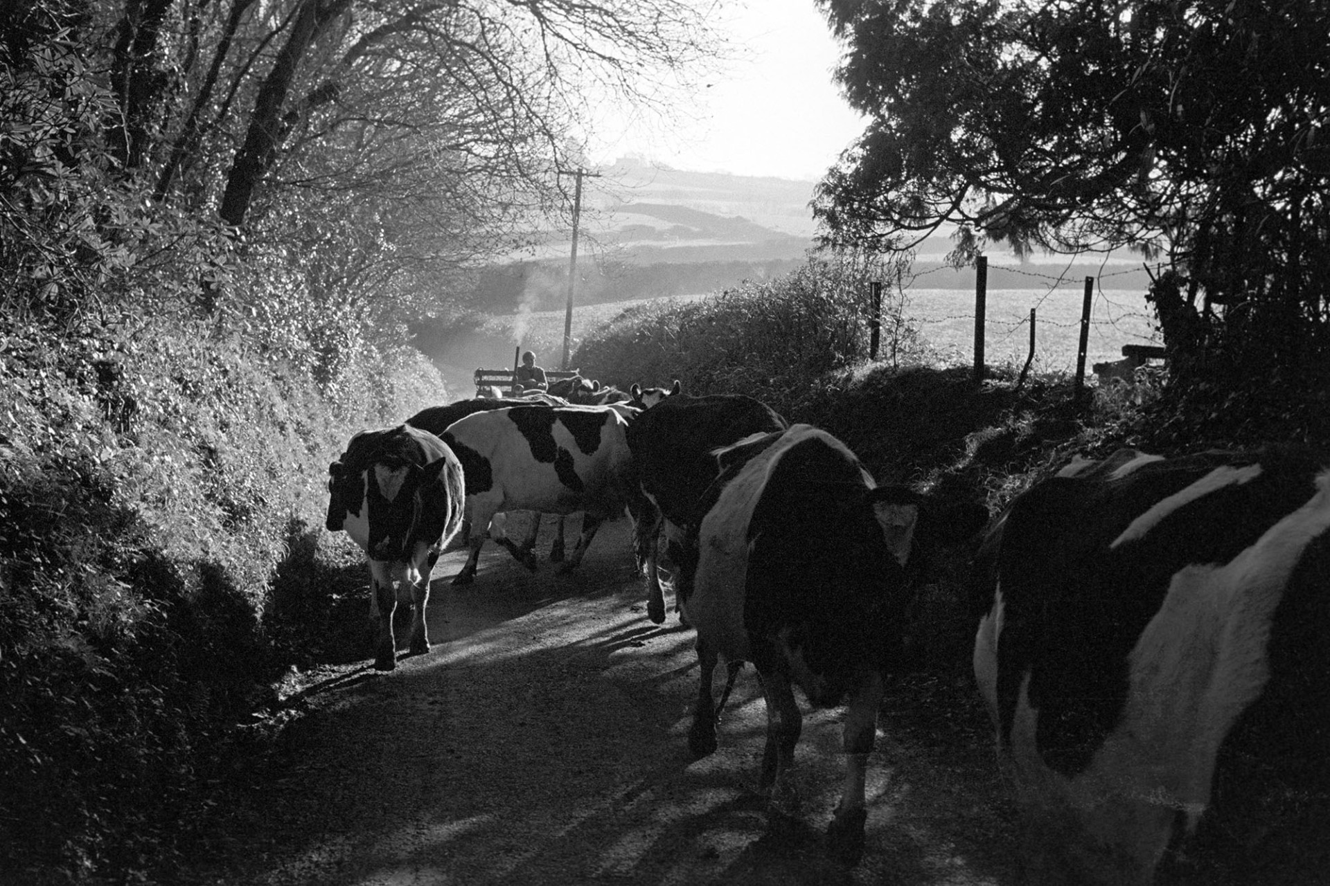 Cows following tractor going to be milked.
[Frank Pickard driving a tractor and leading cows along a lane to be milked at Woolridge, Dolton.]