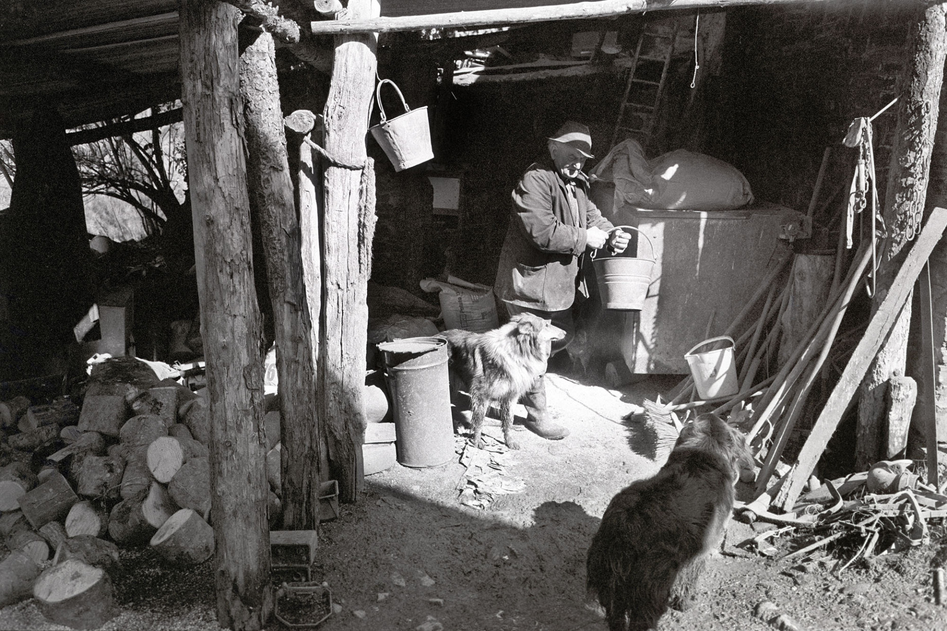 Farmer standing in shed with dog. 
[Archie Parkhouse in a shed with two dogs and various items, including buckets, a brush and bits of timbe, at Millhams, Dolton.]