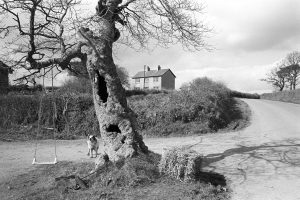 Tree by James Ravilious