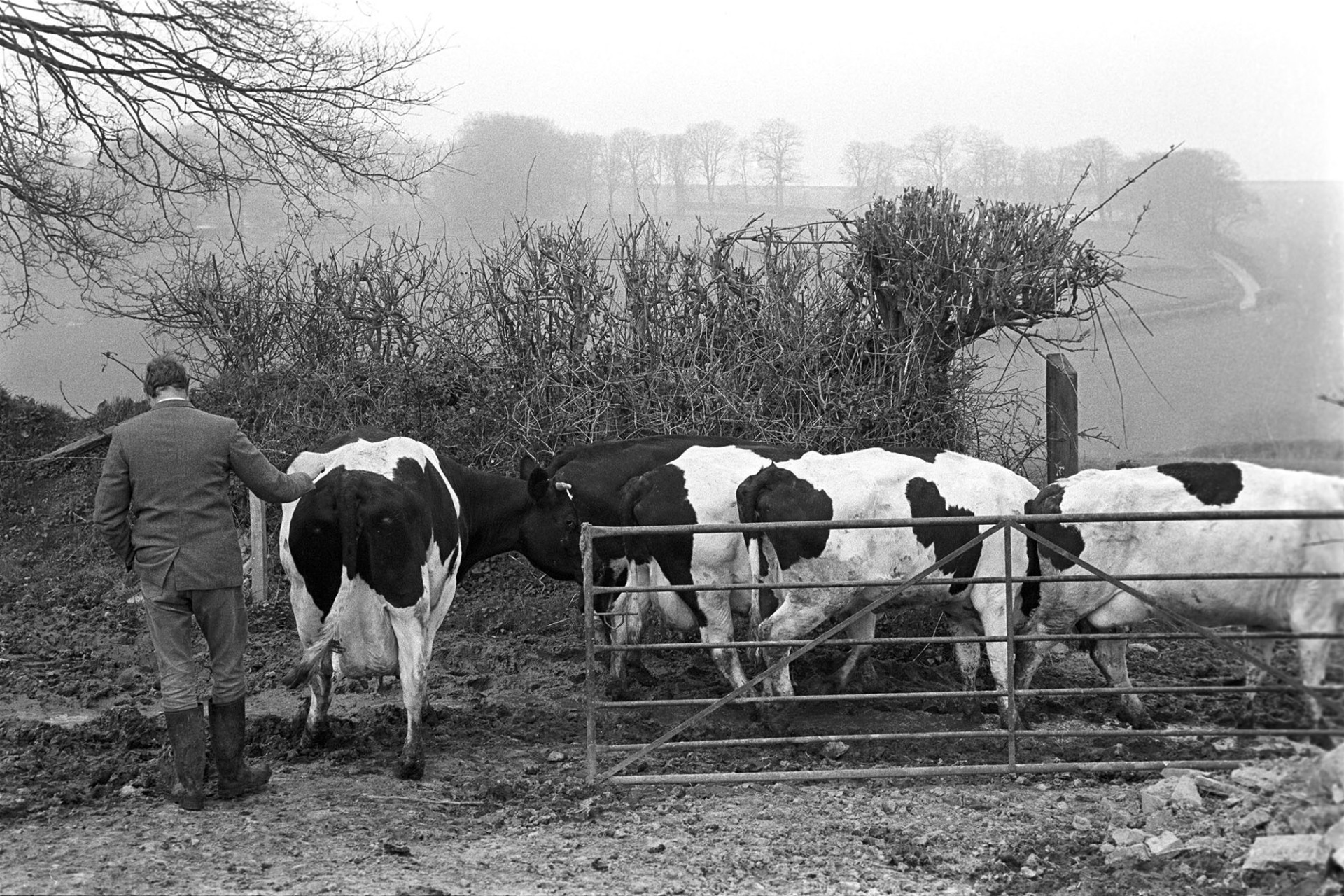 Farmer with milking herd. 
[A man herding cattle through a field gate at Beaford.]