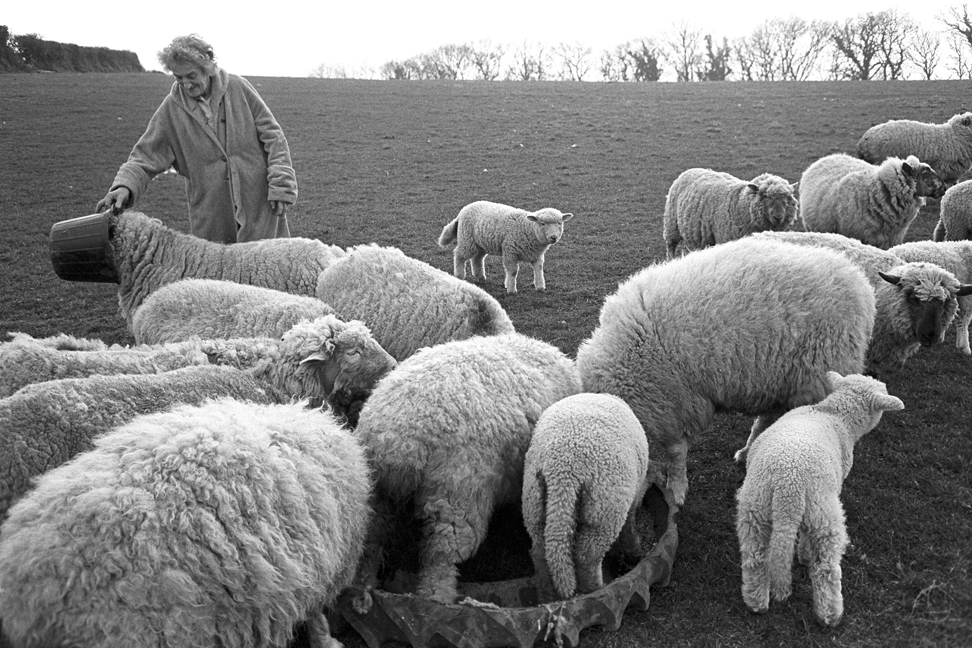Jean Pickard feeding her sheep by James Ravilious