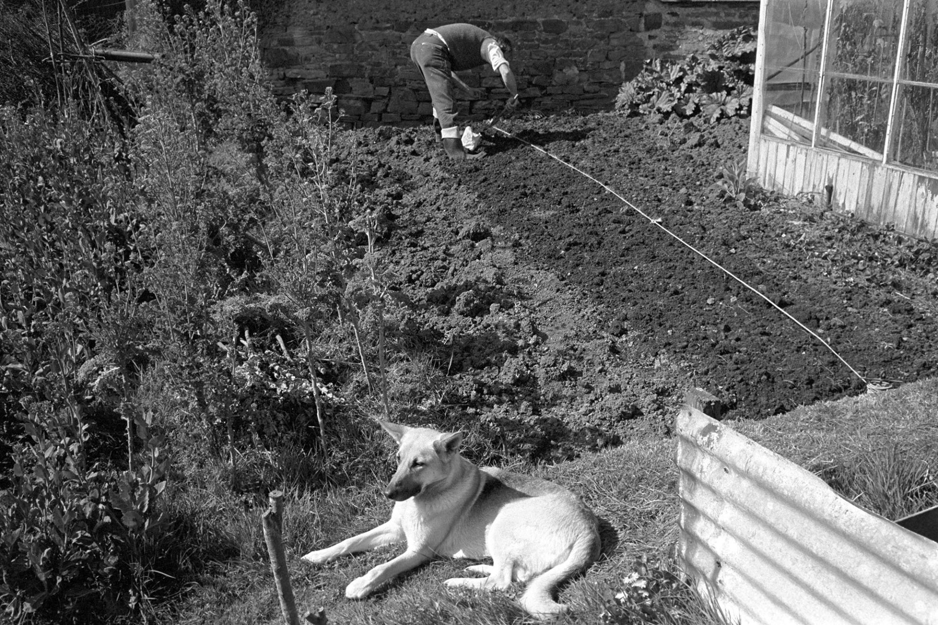 Man sowing seeds with Alsatian dog in foreground. 
[Michael Mitchell planting seeds in front of a greenhouse in Dolton.]