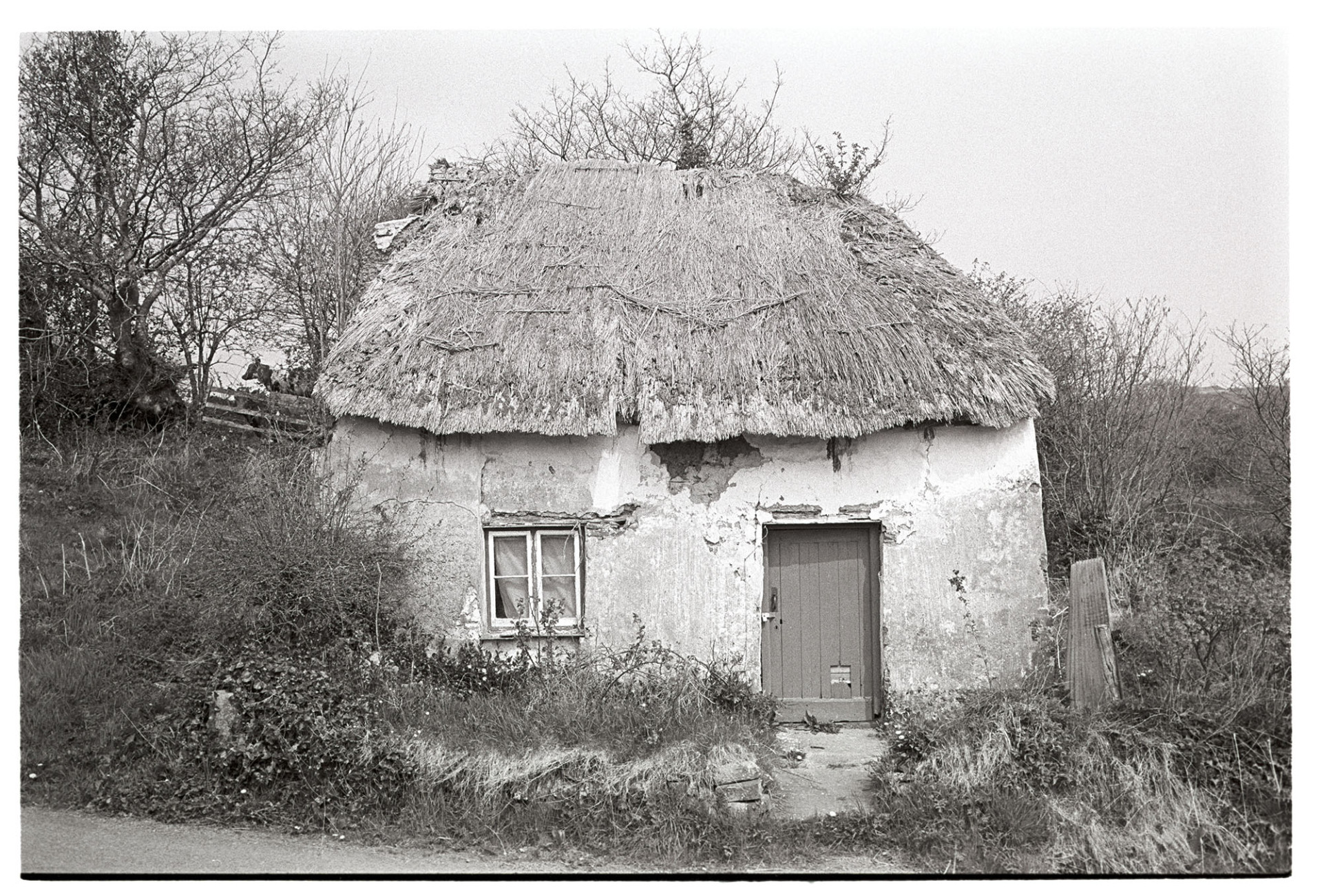 Ruined thatched cottage with pigeon holes. 
[An overgrown and crumbling thatched cottage at Milton Damerel.]