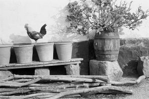 Cock standing on flowerpots by James Ravilious