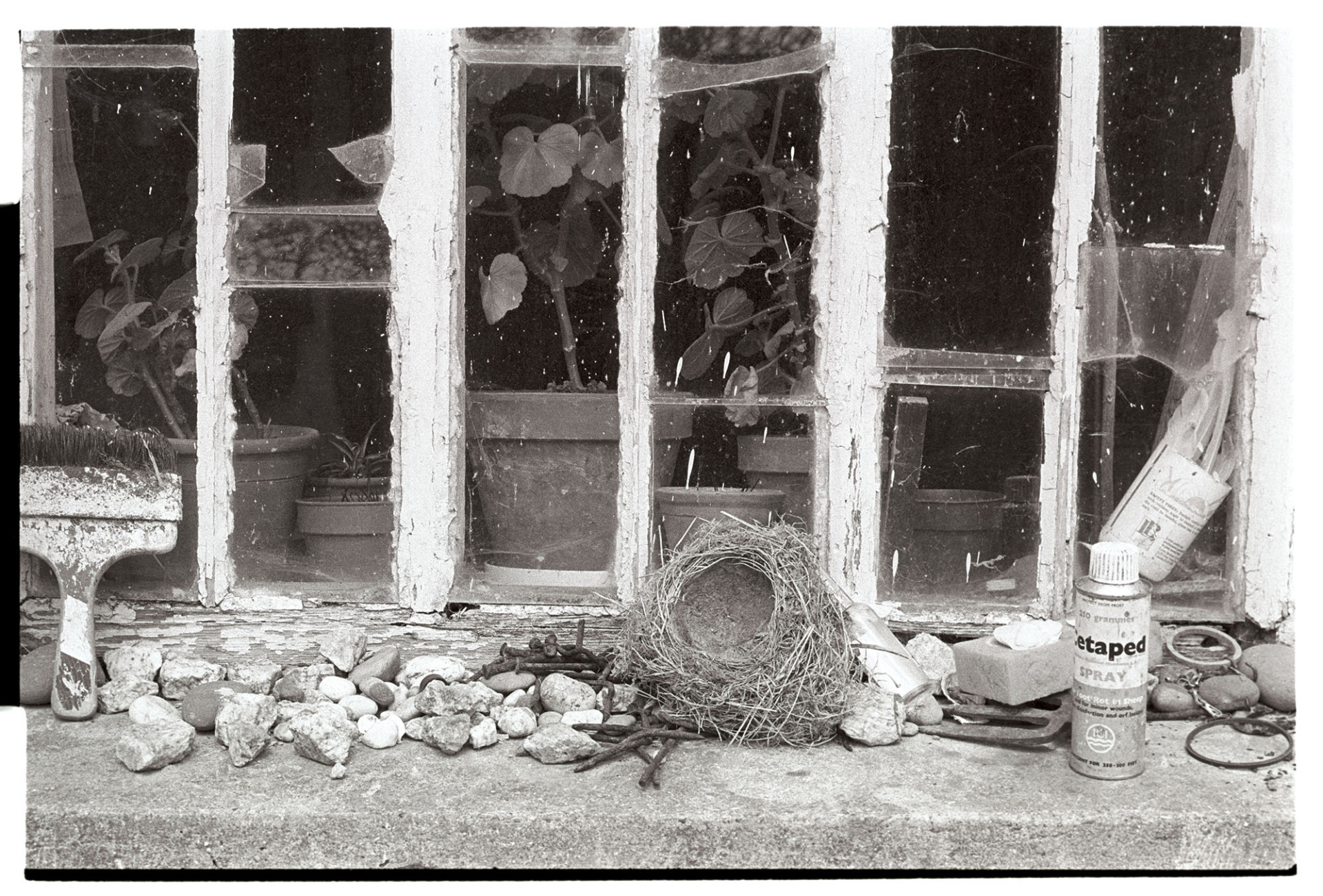 Window and ledge of old farm kitchen window, with birds nest. 
[A windowsill with stones, a paintbrush and bird's nest at Lower Langham, Dolton.]