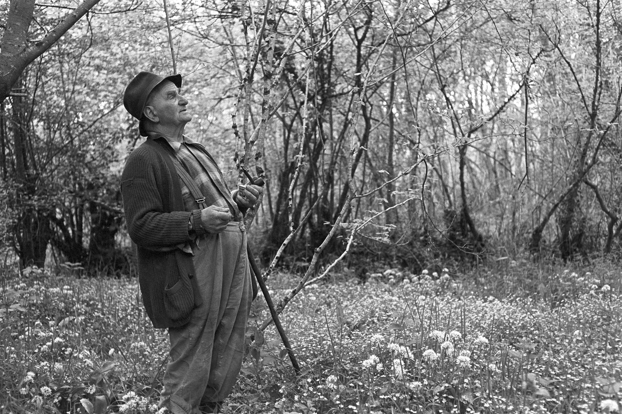 Farmer standing in wood, saying how it used to be. 
[Archie Parkhouse standing in woodland and holding a pipe at Addisford, Dolton.]