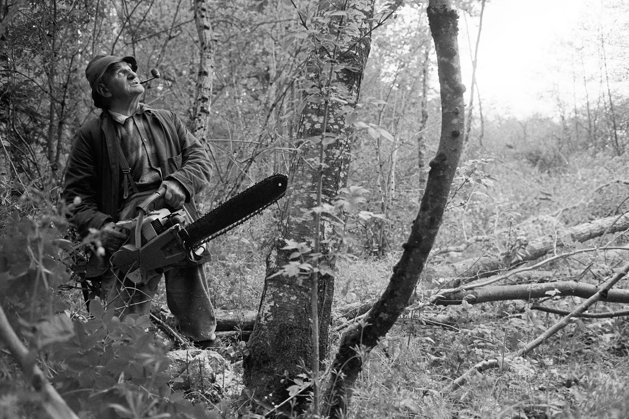 Farmer cutting trees with chainsaw. 
[Archie Parkhouse cutting down trees in woodland, using a chainsaw, at Addisford, Dolton.]