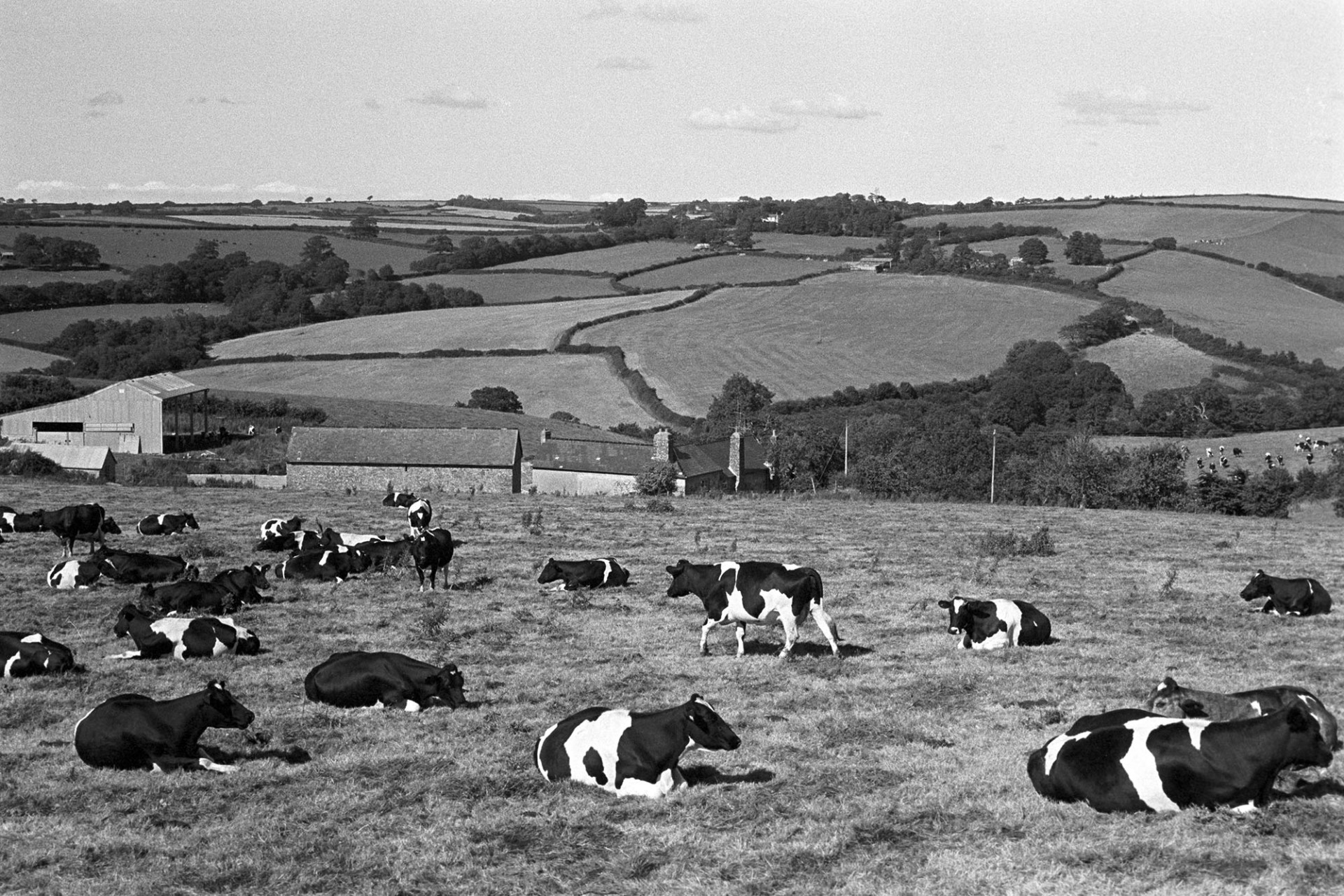 Dairy cows by James Ravilious