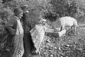 Archie Parkhouse and his pig by James Ravilious
