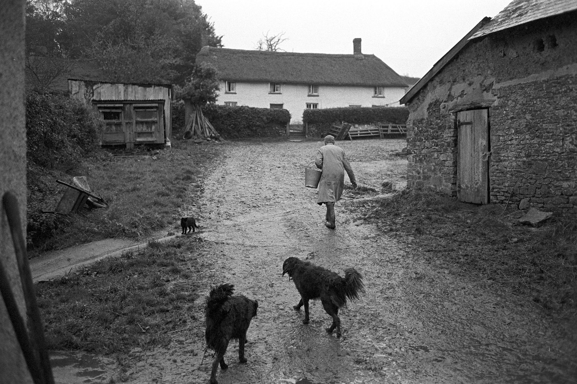 Farmyard with farmer and dogs. Thatched farm in background.
[Harry Webber carrying a bucket through the farmyard at White Cleave Farm in Burrington with two black dogs and a black cat following him. The thatched farmhouse and outbuildings can be seen in the background.]