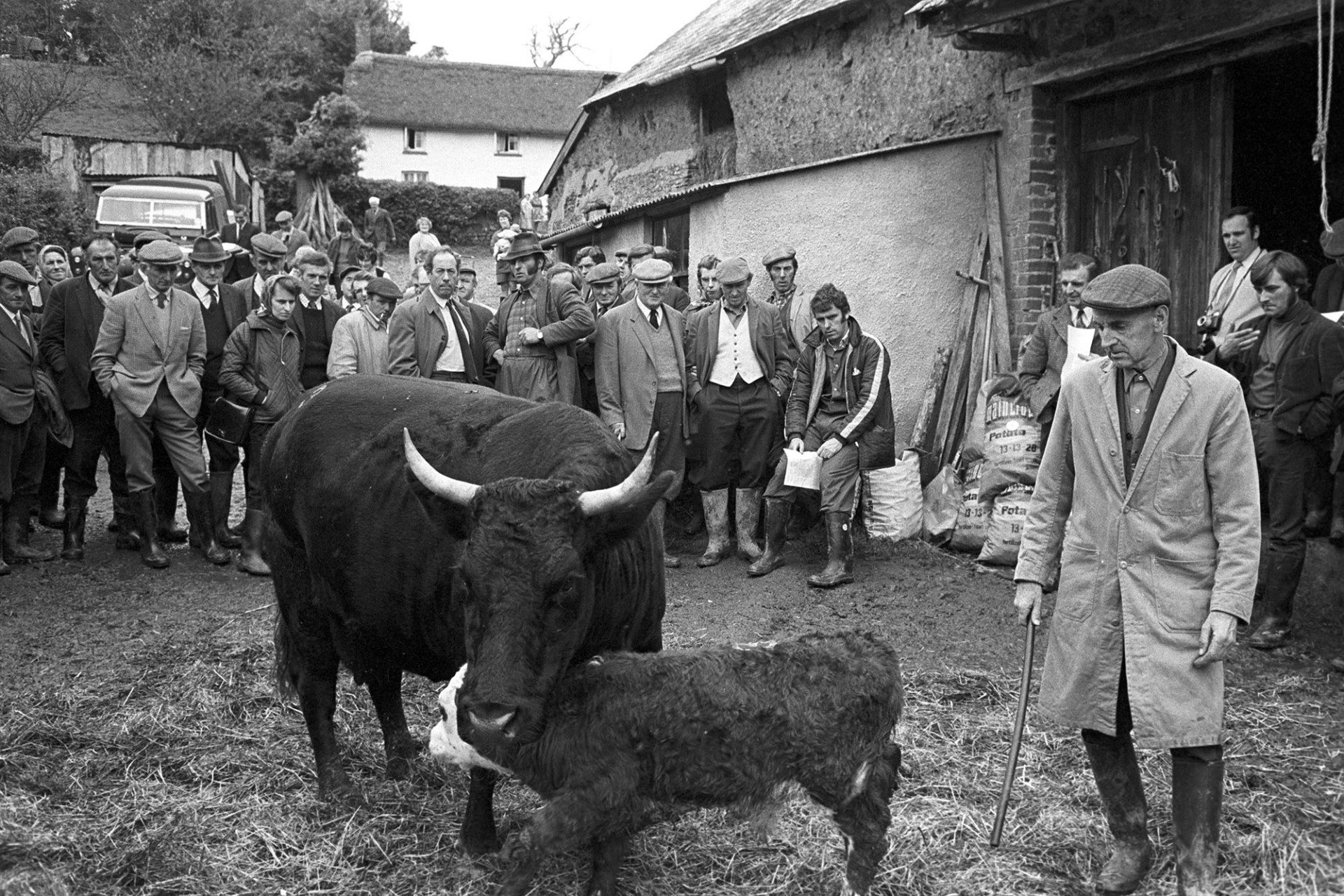 Farmer showing Devon Red cow at farm sale.
[Harry Webber showing a Red Devon cow with horns and white faced calf in the farmyard at a farm sale at White Cleave Farm in Burrington. People are gathered around looking at the cow and calf. A barn and  thatched farmhouse can be seen in the background.]