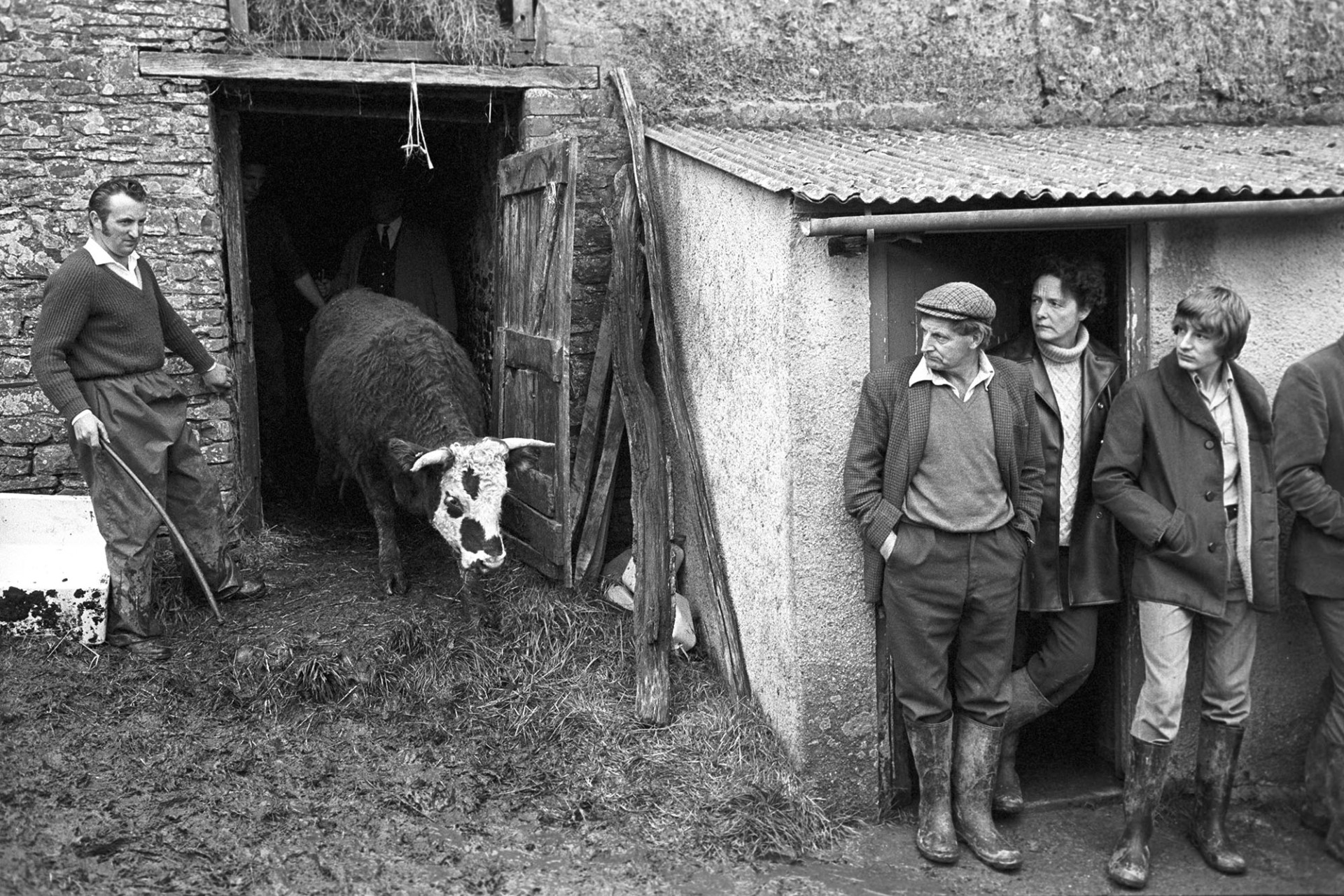 Cow emerging from barn at Farm Sale.
[A man letting a horned cow out of a barn and into the farmyard at a farm sale at White Cleave Farm in Burrington. Men are waiting by the barn to see the cow.]