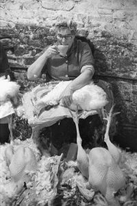Joyce Crocker plucking Christmas turkeys by James Ravilious