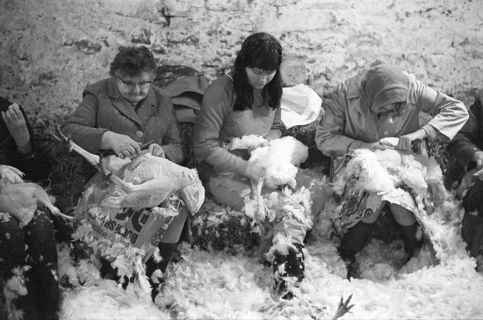 Women plucking Christmas turkeys by James Ravilious