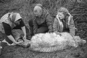 Margaret Bolt delivering a lamb