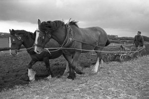 Seymour Husbands ploughing with horses by James Ravilious
