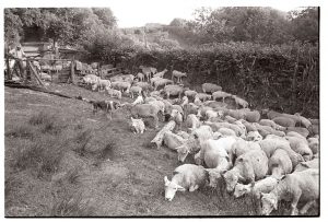 Rounding up sheep for shearing by James Ravilious