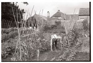 Man working in his vegetable garden by James Ravilious