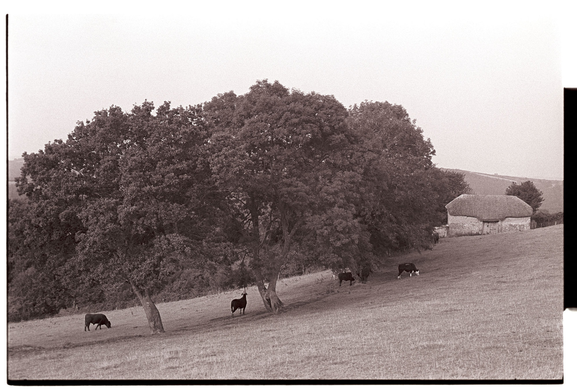 Thatch and cob barn with cattle under trees.
[A thatched cob barn with cattle grazing under trees in a field at Beaford Wood, Beaford.]