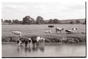 Cattle cooling off in the River Taw by James Ravilious