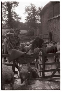 Sheep being dipped by James Ravilious