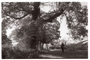Owen Halwill and Bill Strawbridge felling elms by James Ravilious