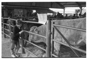 Boy looking at a bull by James Ravilious