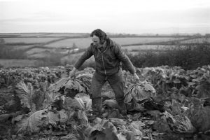 Peter Jones lifting flatpolls for fodder by James Ravilious