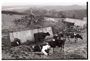 Cows eating silage by James Ravilious