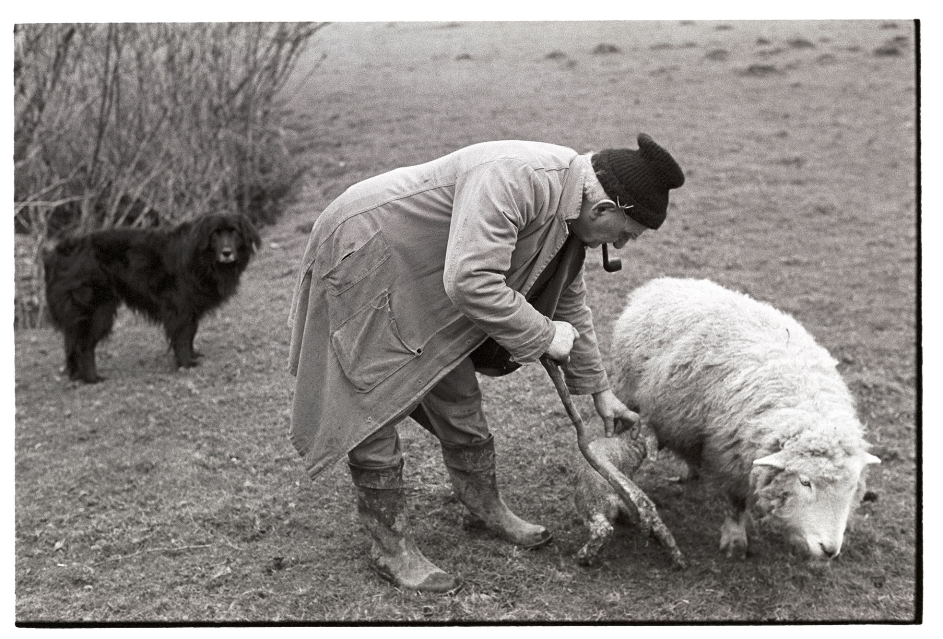 Shepherd making ewe accept a lamb after birth. Dog.
[Archie Parkhouse persuading a ewe to accept a new born lamb at Addisford, Dolton, as his dog looks on. He is smoking a pipe.]
