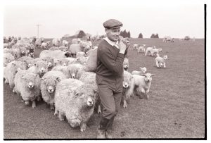 Farmer feeding his sheep by James Ravilious