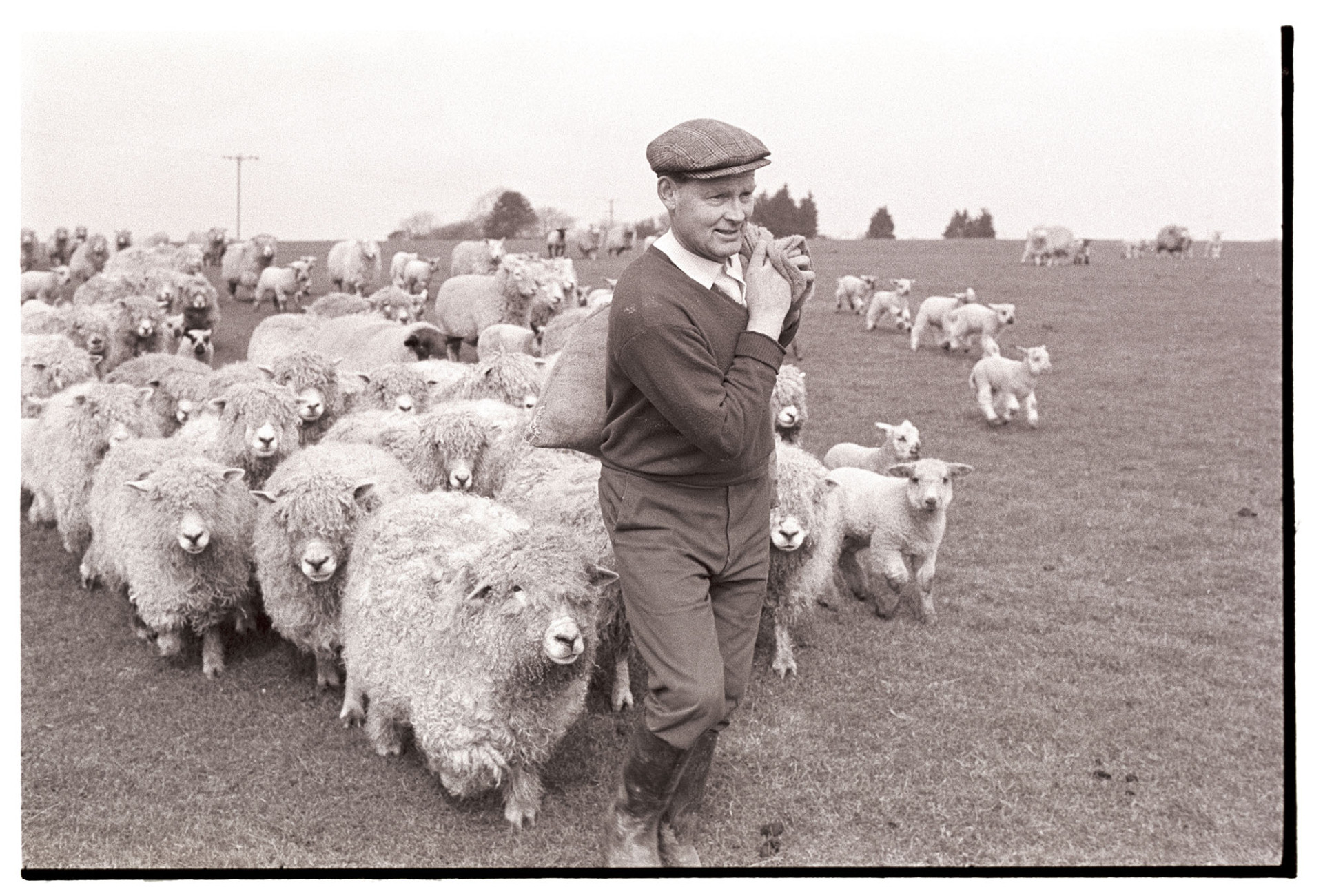 Farmer feeding sheep, leading them to trough.
[A man carrying a sack of feed on his back, leading his sheep and lambs to a feeding trough in a field at Beaford.]