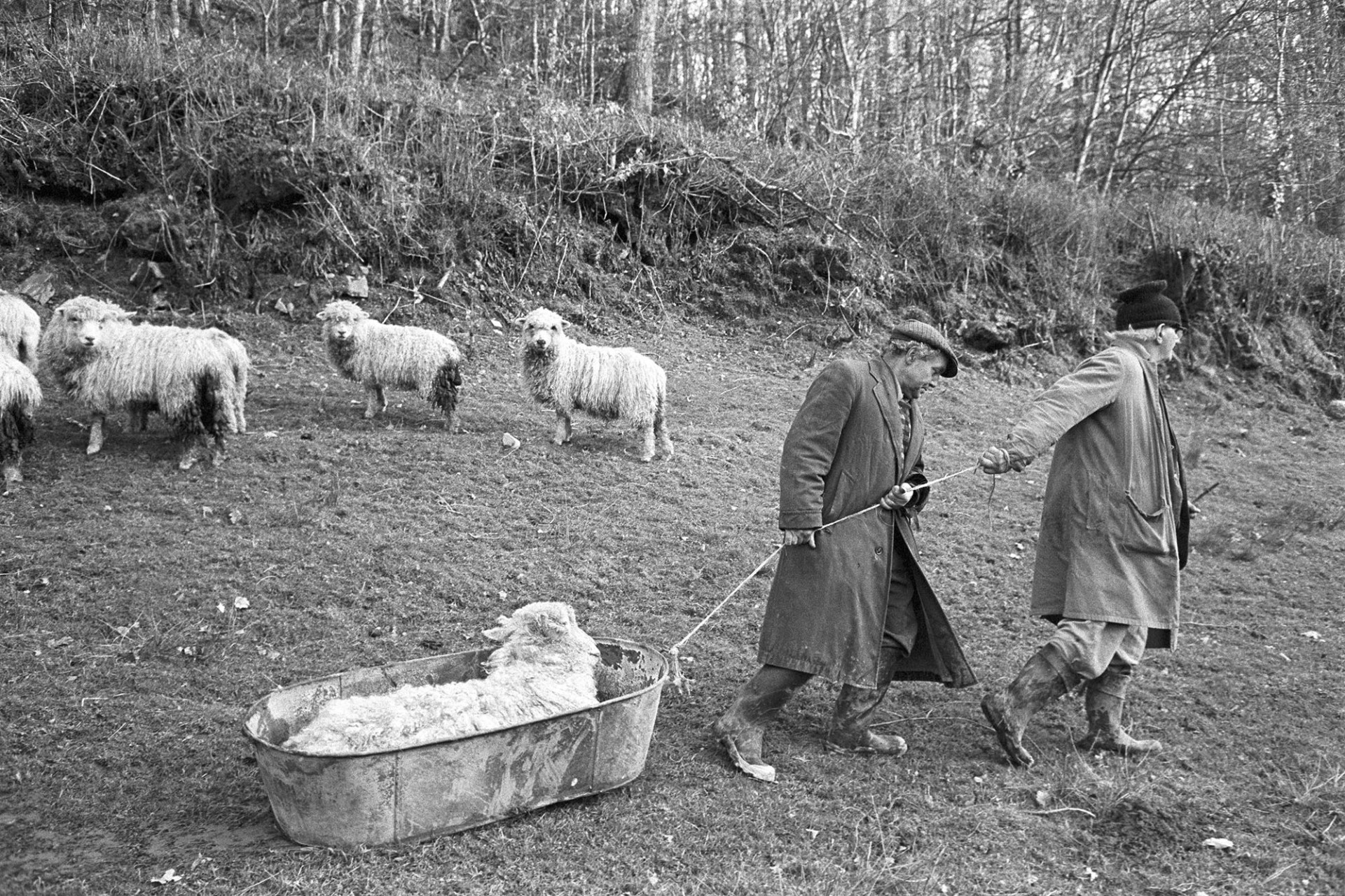 Shepherds dragging sick ram in old bath tub!!.
[Archie Parkhouse and Ivor Brock dragging a sick ram in a tin bath tub through a field at Addisford, Dolton, as three sheep look on.]