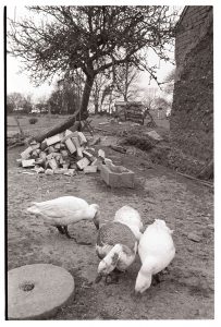 Geese in farmyard by James Ravilious