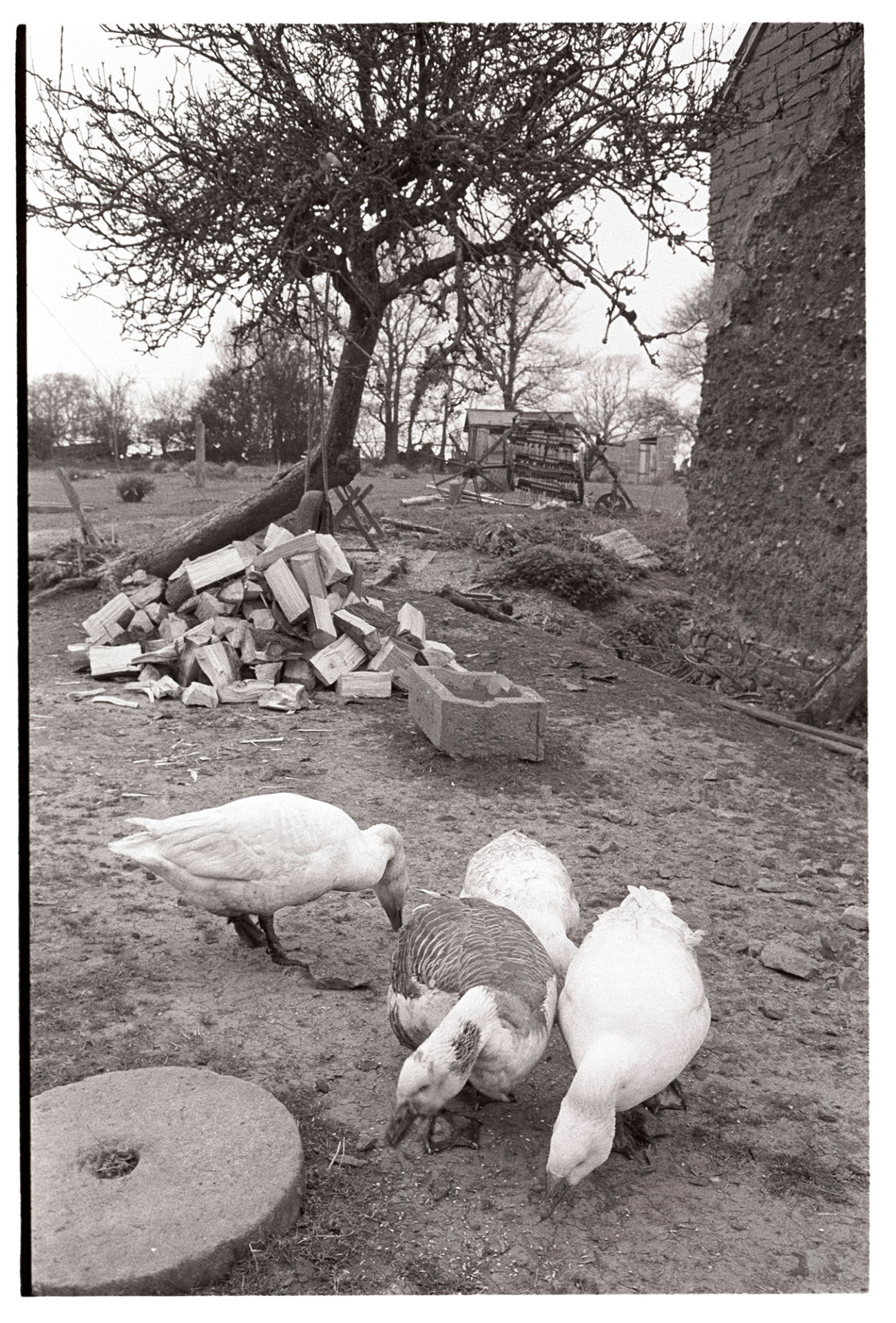 Geese feeding.
[Four geese feeding in front of a log pile and stone trough in a farmyard at Upcott, Dolton.  An old millstone is in the foreground.]