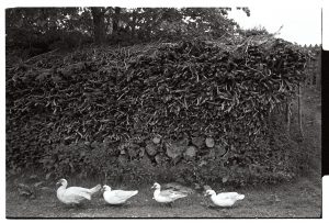 Muscovy ducks by a woodrick by James Ravilious