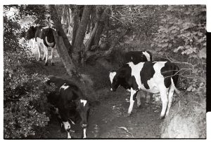 Cows cooling off in a stream by James Ravilious