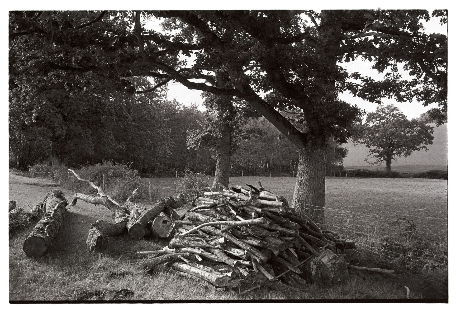 Oak trees and woodpile.
[A woodpile of logs and tree trunks beneath oak trees in Dowland.]