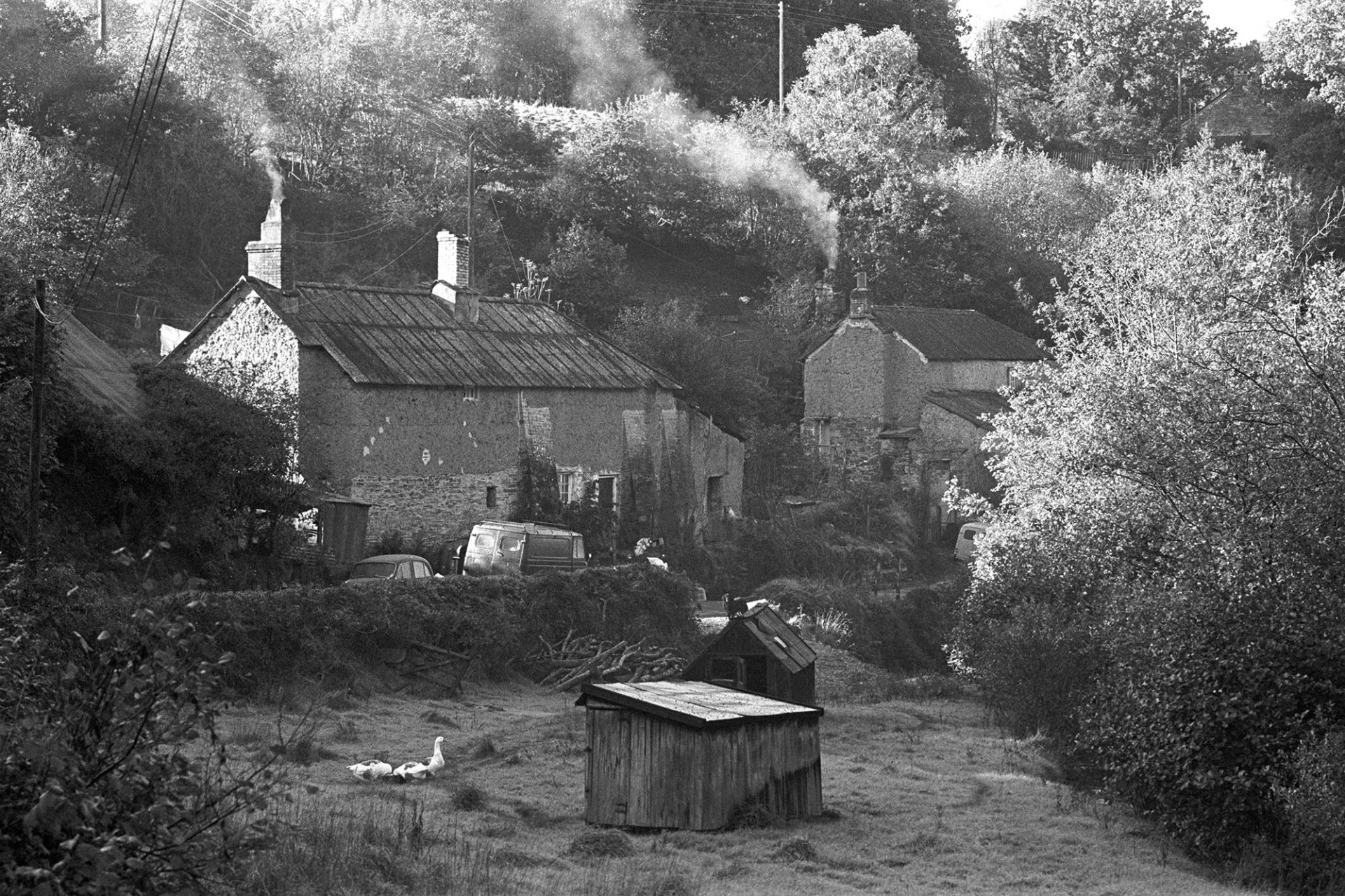 View of cottages, early morning with geese, trees, home of Archie Parkhouse.
[Two cottages in the early morning light at Millhams, Dolton, one of which belongs to Archie Parkhouse. Smoke is rising from the chimneys. Two poultry sheds and three geese are in a field in the foreground.]