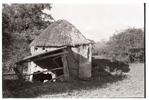 Cow and cob barn by James Ravilious