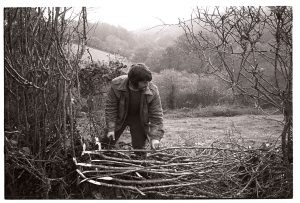 Alan Madge laying a hedge by James Ravilious