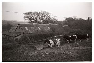 Cows coming in to be milked by James Ravilious
