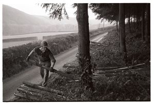 Man piling logs at edge of fir forest plantation by James Ravilious