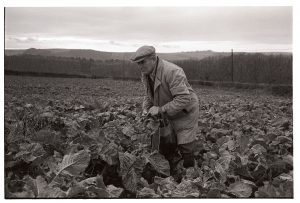Gerald Weeks picking kale heads by James Ravilious