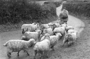 George Ayre leading his sheep by James Ravilious