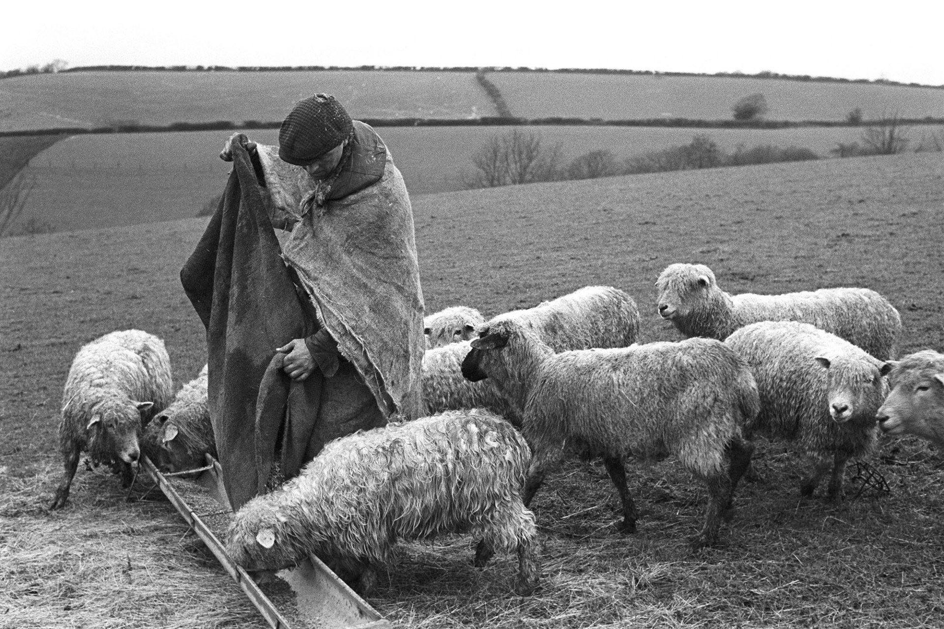 Shepherd, dressed in sacking feeding sheep.
[George Ayre, dressed in sacking, filling a trough with feed for sheep in a field at Ashwell, Dolton.]