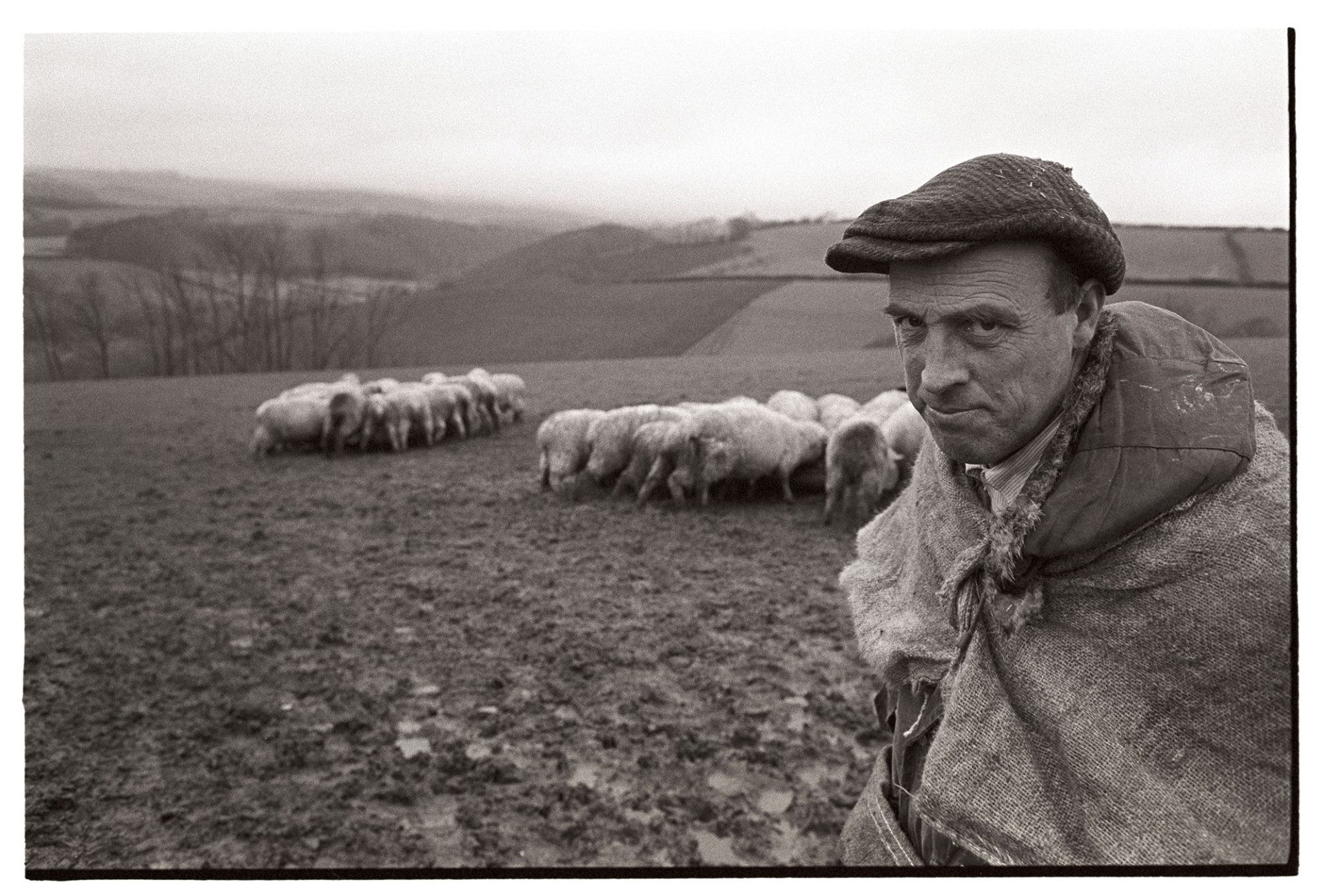 Shepherd, dressed in sacking.
[George Ayre dressed in sacking and a tweed cap and looking at the camera, in a field at Ashwell, Dolton. Two groups of sheep are feeding in the background.]